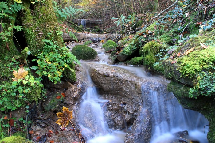 Mossy rocks and a stream in a forest