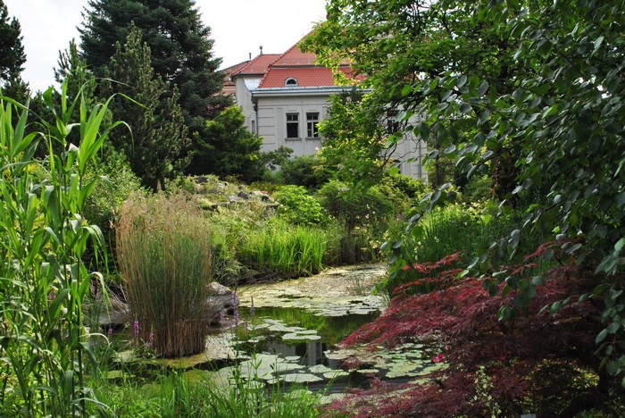 Pond with water lilies and reeds in a garden