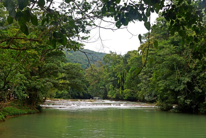 Waterfalls in a lush green forest