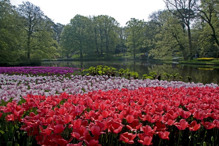 Keukenhof Gardens with Tulips and Pond, Lisse, Netherlands