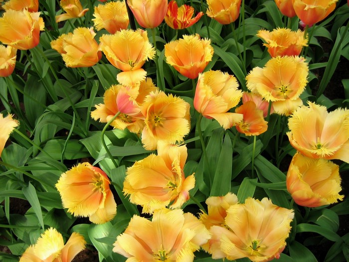 Orange and yellow fringed tulips