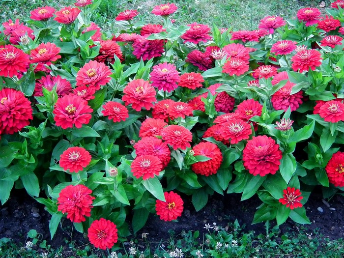 A bed of vibrant red Zinnias in full bloom