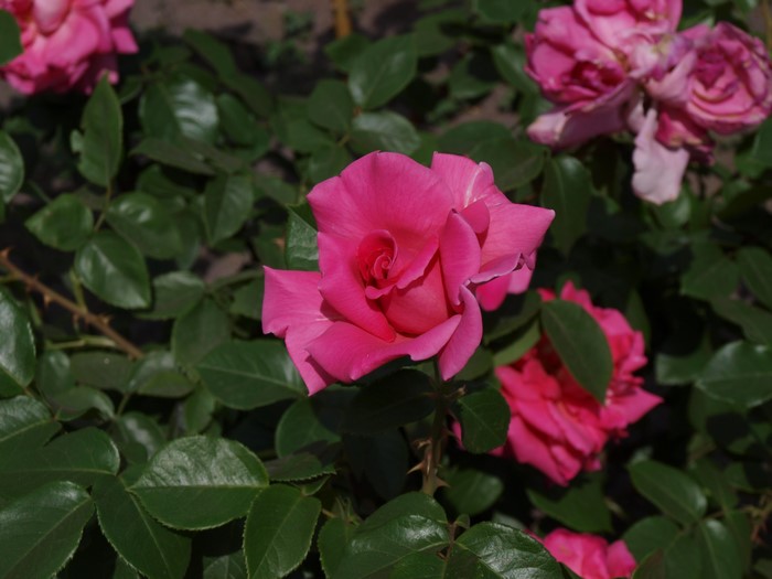 Pink roses blooming on a bush