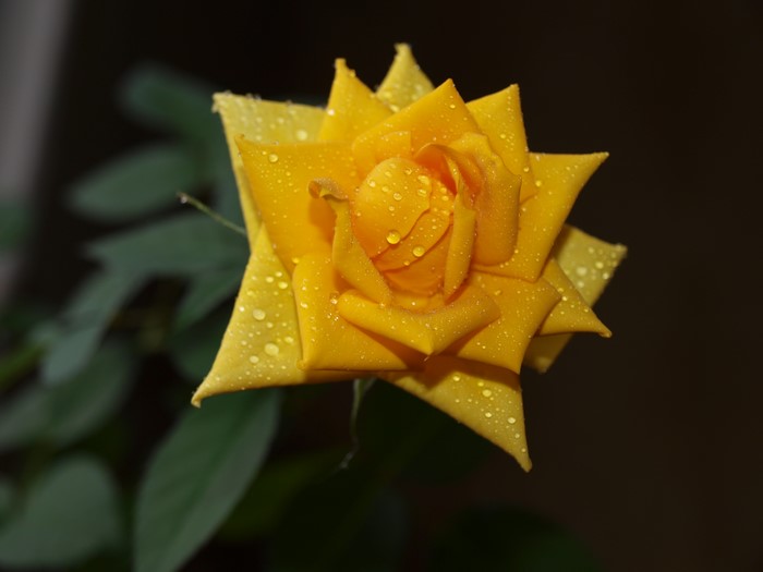 Yellow rose with water droplets