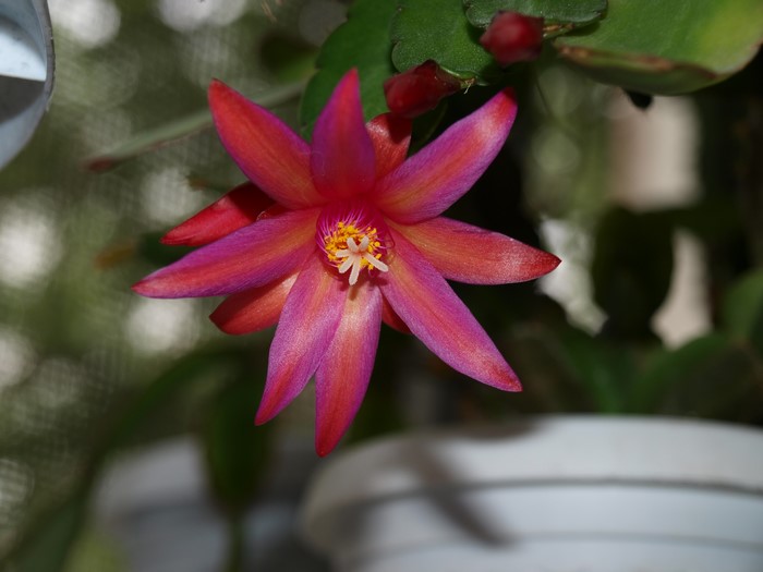 Pink and red Christmas cactus flower
