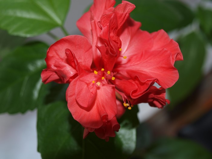 Red double hibiscus flower with green leaves