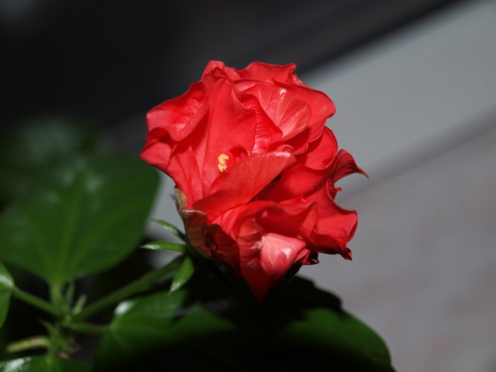 Red hibiscus flower with green leaves