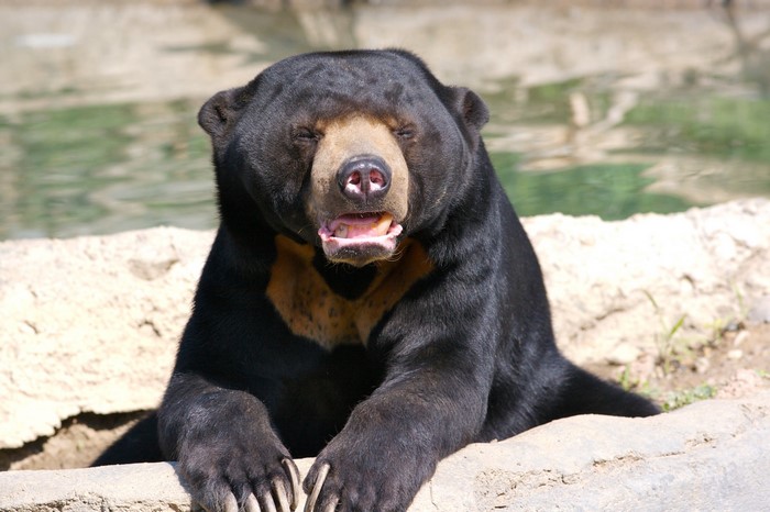 Sun Bear with Mouth Open