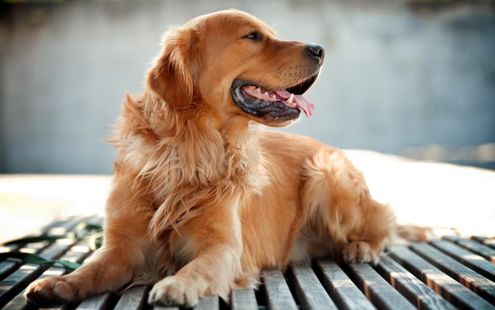 Golden Retriever dog lying on wooden planks