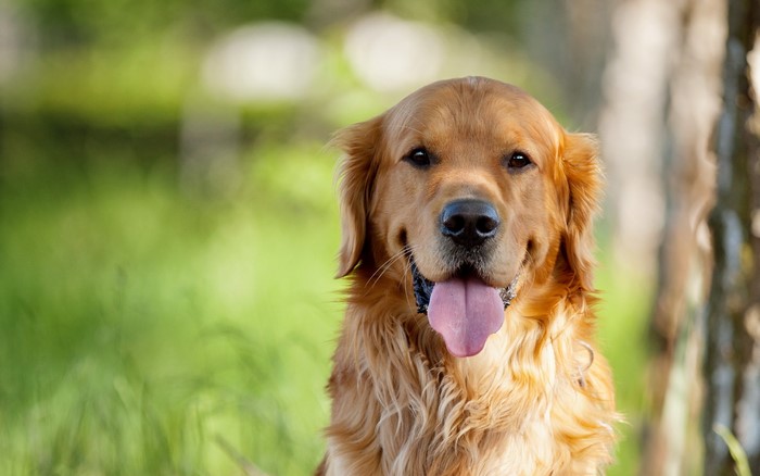 Golden Retriever dog with tongue out in nature