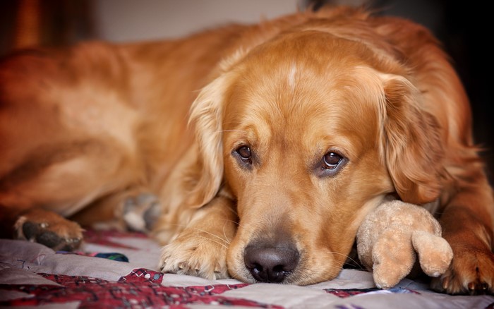 Golden Retriever dog resting with a toy