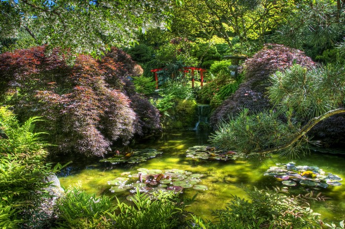 Japanese garden with pond and red bridge