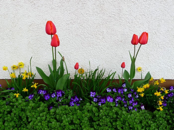 Red tulips and yellow daffodils in a garden