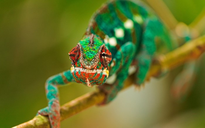 Chameleon on a branch