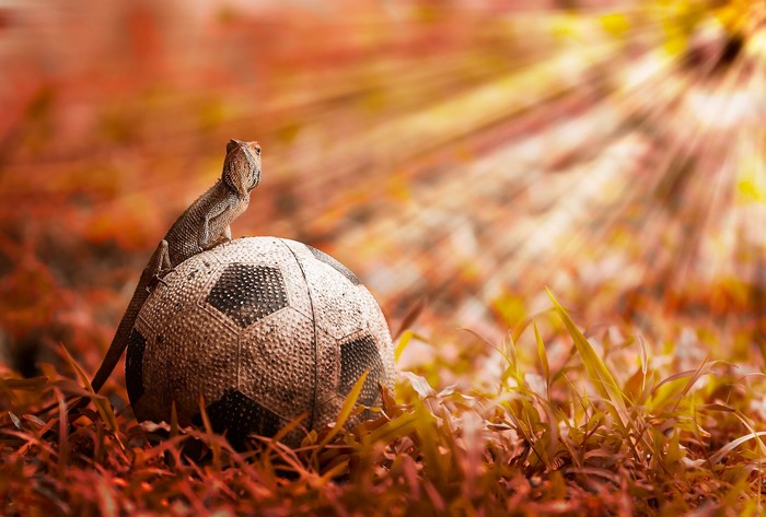 Lizard sitting on a soccer ball in grass