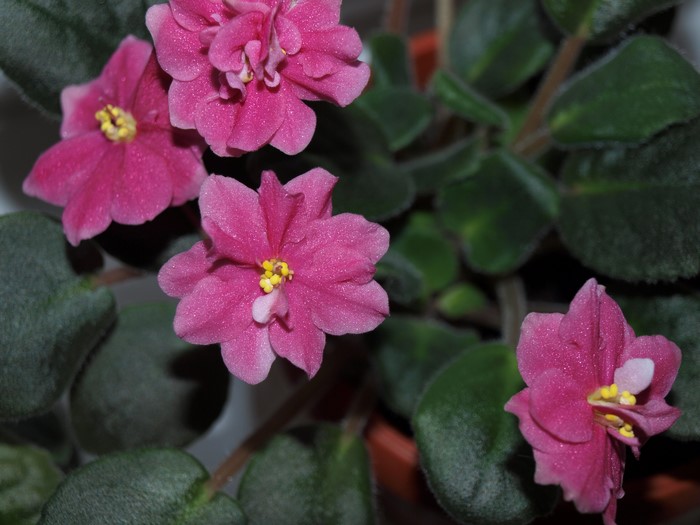 Pink African Violets in a Pot