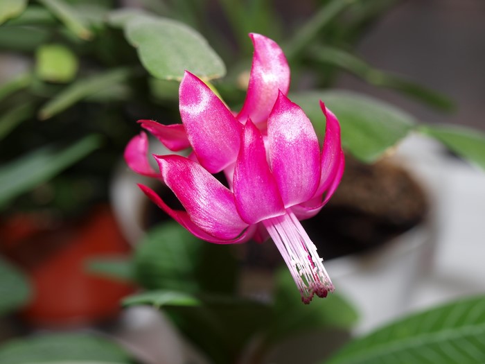 Pink Christmas Cactus Flower