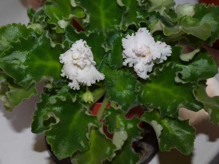 African Violets with ruffled white flowers