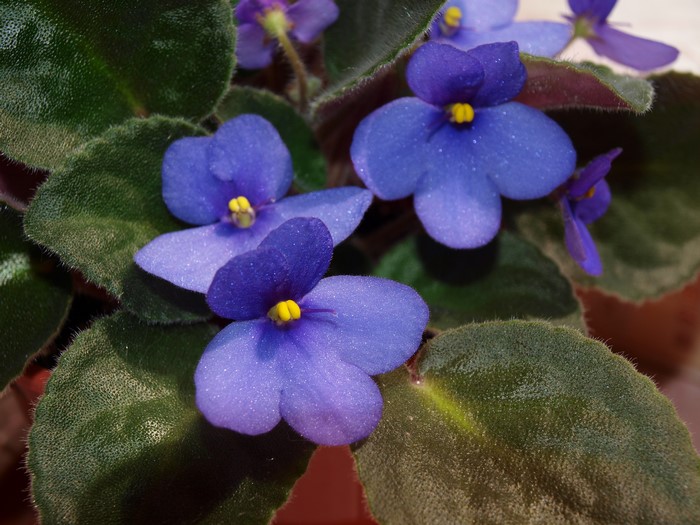 African Violets in bloom
