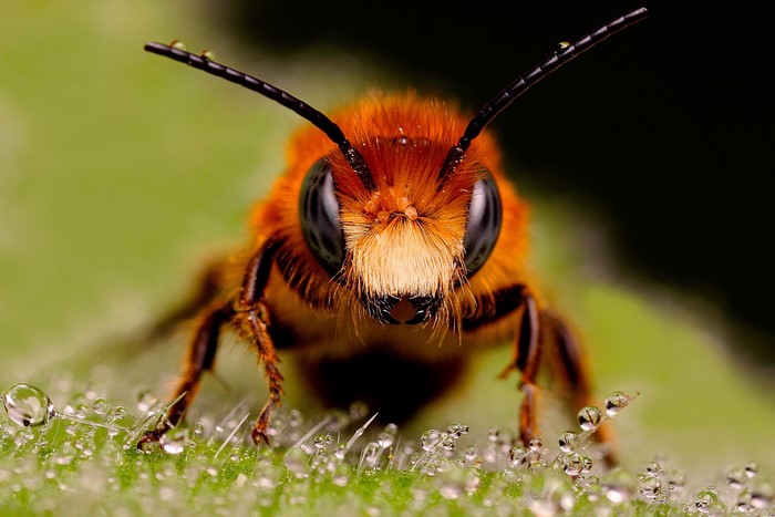 Close-up of a fuzzy orange bee on a leaf with dew drops
