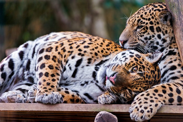 Two Jaguars resting on a wooden platform