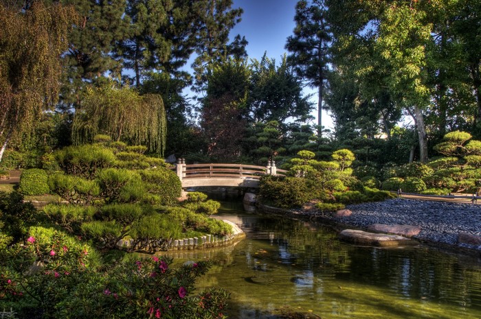 Earl Burns Miller Japanese Garden Pond with Bridge