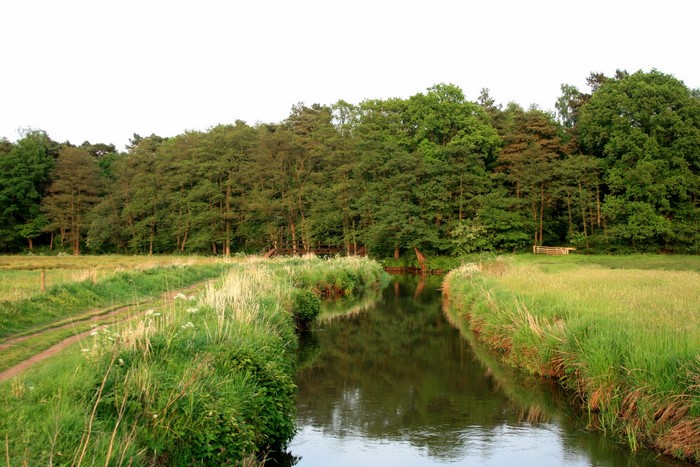 A river flows through a grassy meadow with a forest in the background