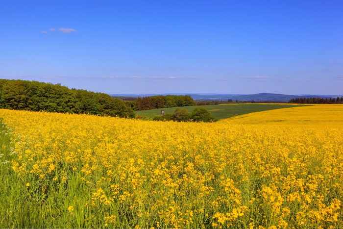 Field of yellow flowers under a blue sky