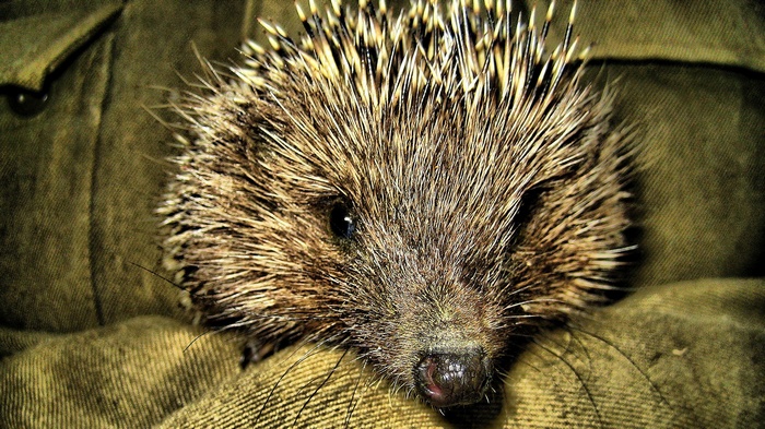 Close-up of a hedgehog on a green fabric