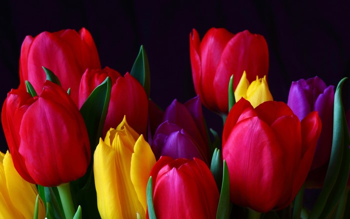A bouquet of colorful tulips
