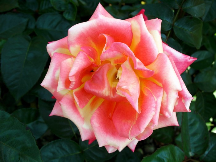 Close-up of a bi-colored rose with pink and yellow petals