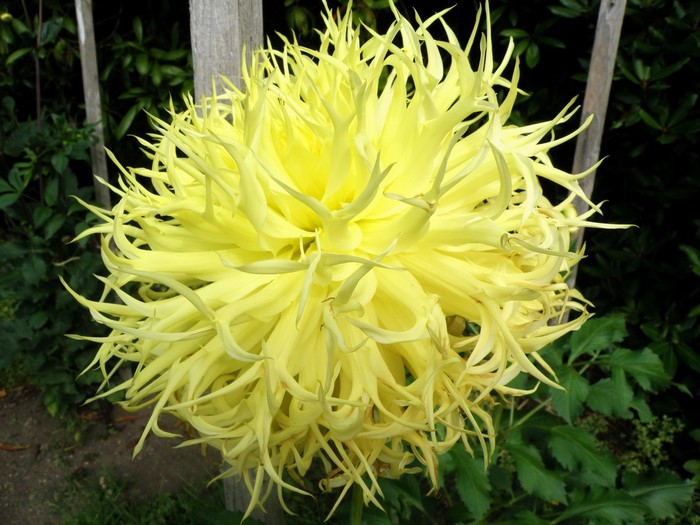 Yellow Dahlia flower with spiky petals
