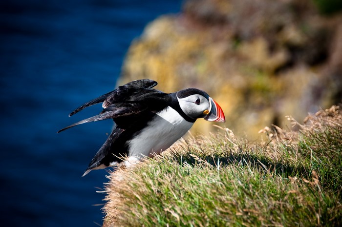 Puffin bird on a grassy cliff