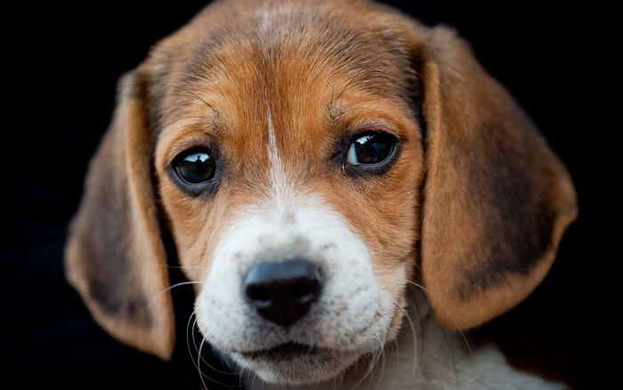Beagle puppy face close-up