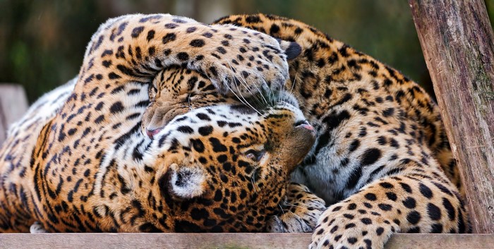 Two Jaguars wrestling