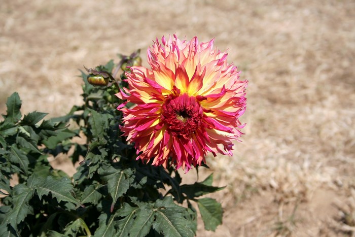 A bicolor dahlia flower with pink and yellow petals