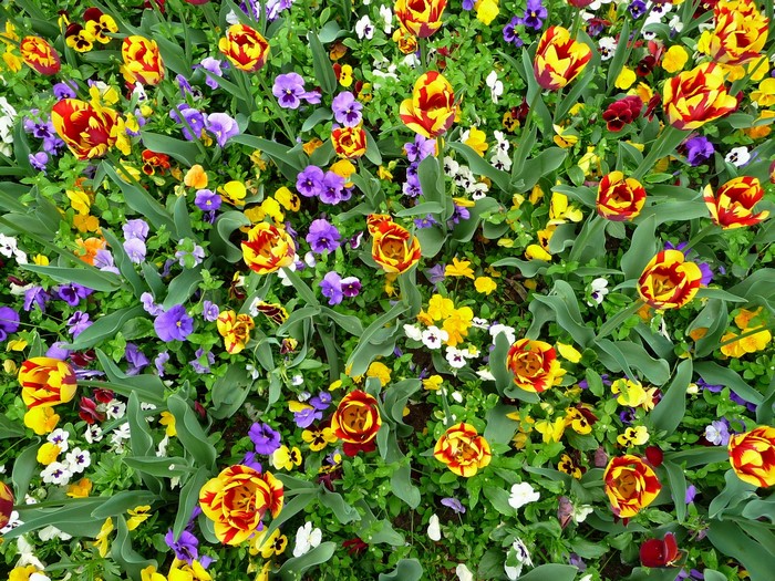 A bed of colorful tulips and pansies