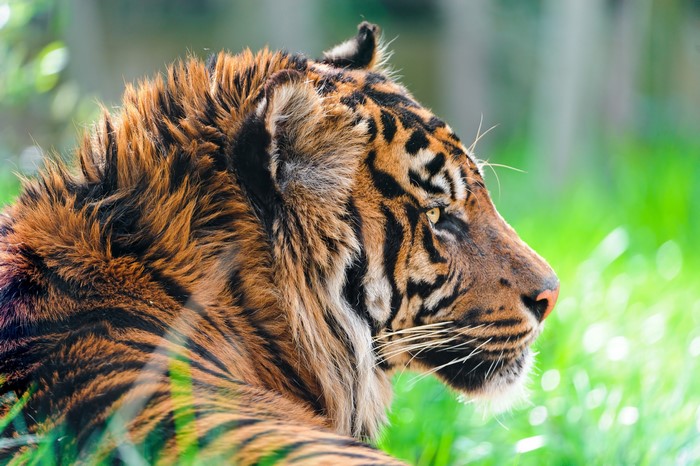 Tiger in green grass