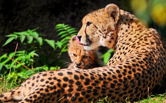 Mother cheetah licking her cub