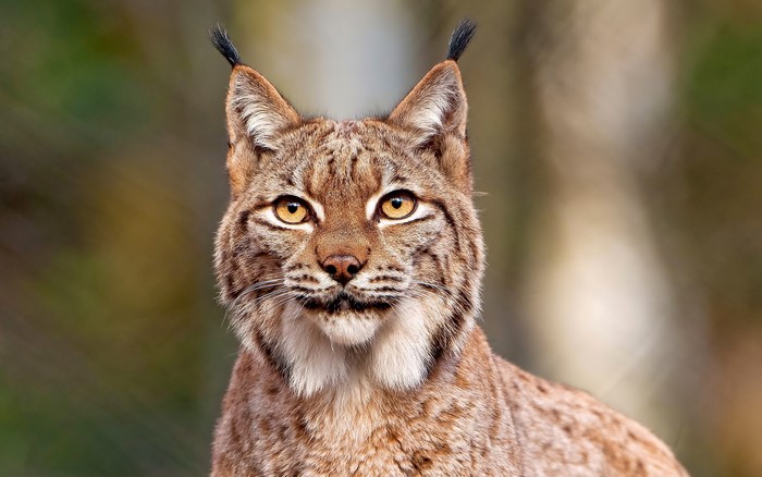 Close-up of a lynx's face