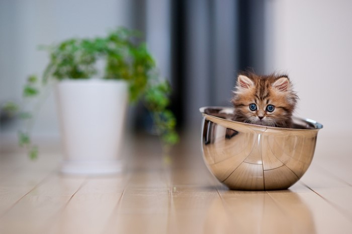 Fluffy kitten in a metal bowl
