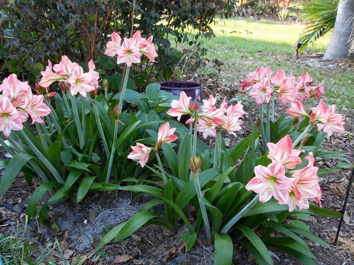Pink and white striped Amaryllis flowers in a garden