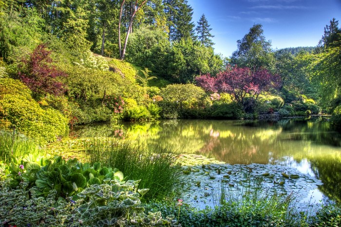 Beautiful garden with a pond and trees