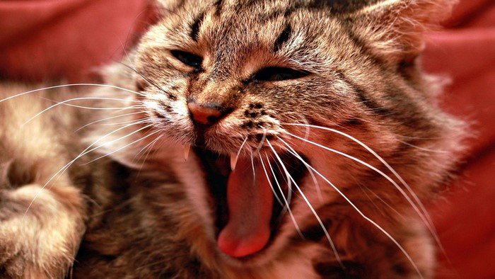 Close-up of a tabby cat yawning