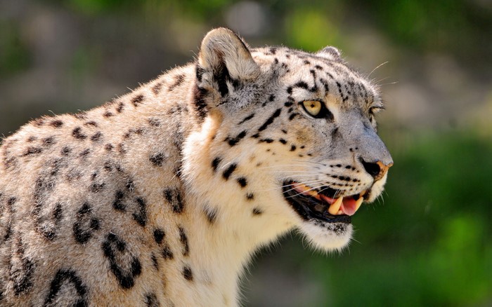 Close-up of a Snow Leopard's Face