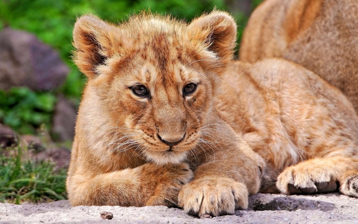 Lion cub lying down