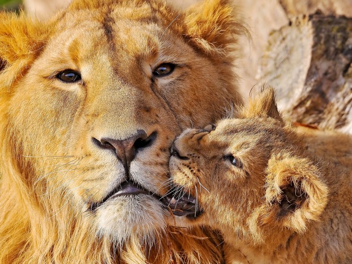 Lion cub nuzzles adult lion