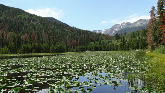 Cub Lake Rocky Mountain National Park