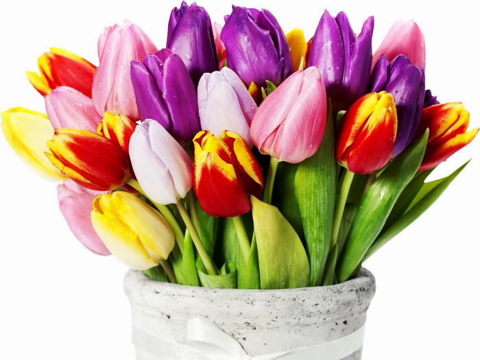 Bouquet of colorful tulips in a pot
