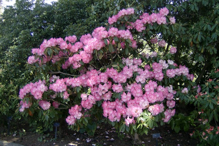 Pink Rhododendron bush in bloom